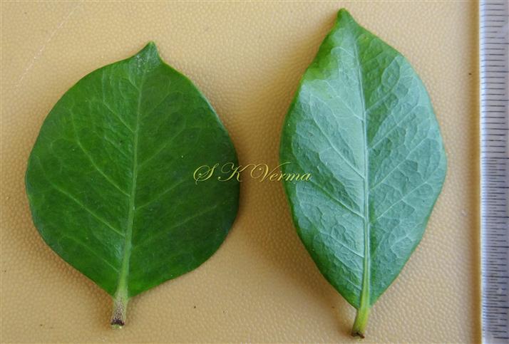  Leaves (Adaxial view)